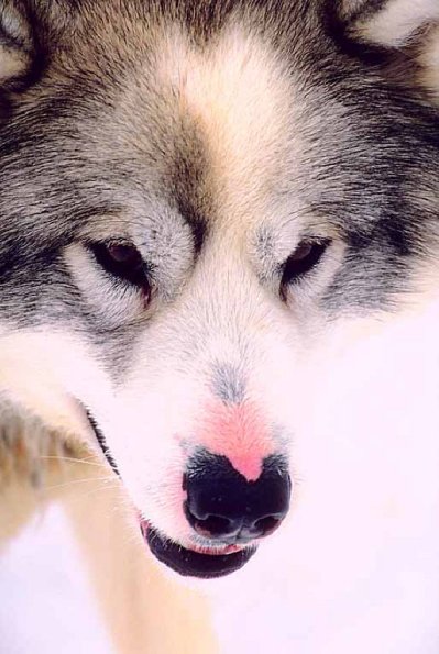 Dogs 29