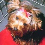 Dogs 31