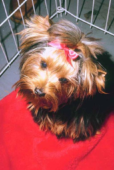 Dogs 31
