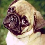 Dogs 37