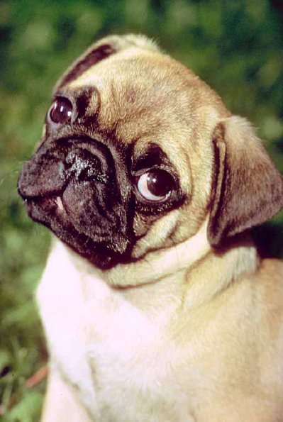 Dogs 37