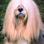 Dogs 39