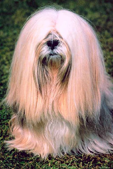 Dogs 39