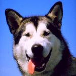 Dogs 5 L1