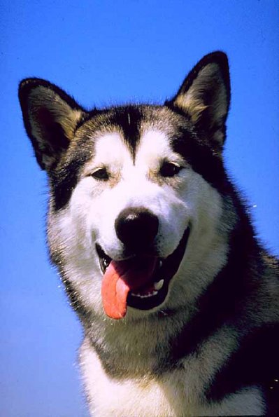 Dogs 5 L1