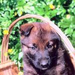 Dogs 51