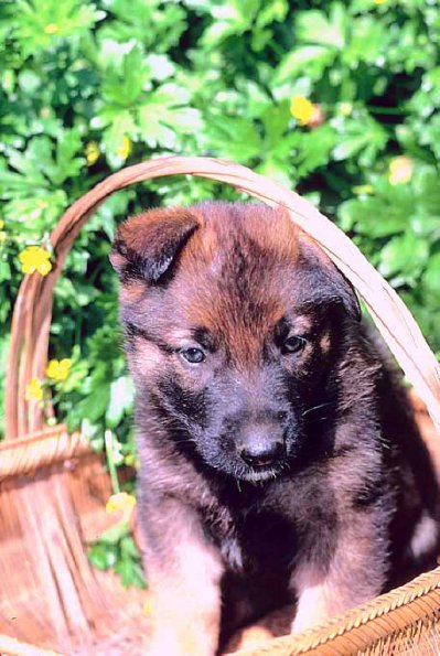 Dogs 51
