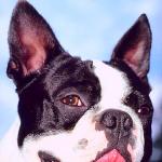 Dogs 53