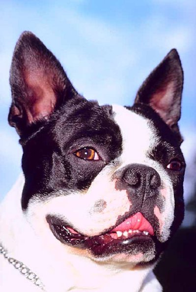 Dogs 53