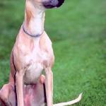 Dogs 65