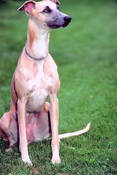 Dogs 65
