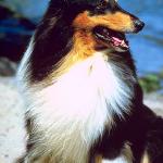 Dogs 67