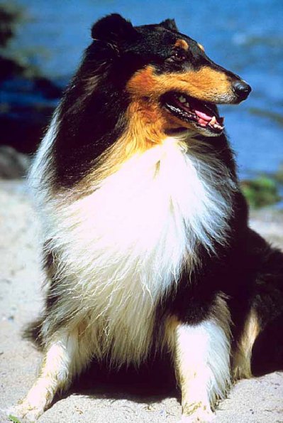 Dogs 67