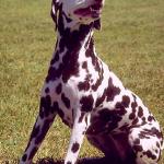 Dogs 73