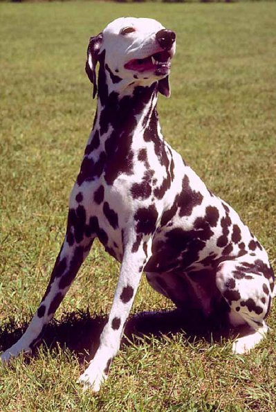 Dogs 73