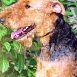 Dogs 79