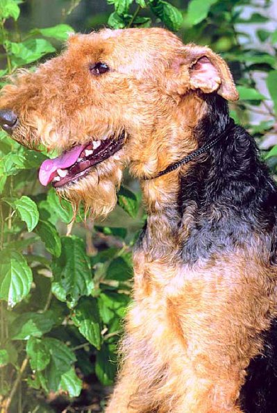 Dogs 79