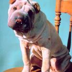 Dogs 97
