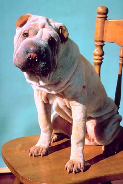 Dogs 97