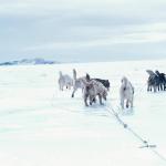 Dogs pulling sled and wearing harness uid 1277949