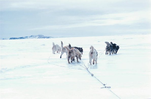 Dogs pulling sled and wearing harness uid 1277949