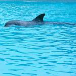 Dolphin swimming 1