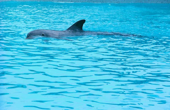 Dolphin swimming 1