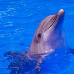 Dolphin uid 1005170