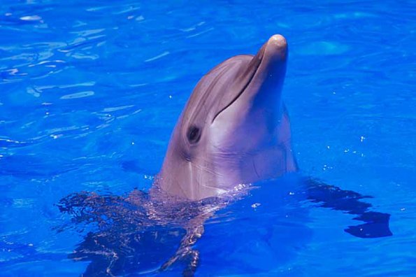 Dolphin uid 1005170
