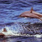 Dolphins and Whales 001001