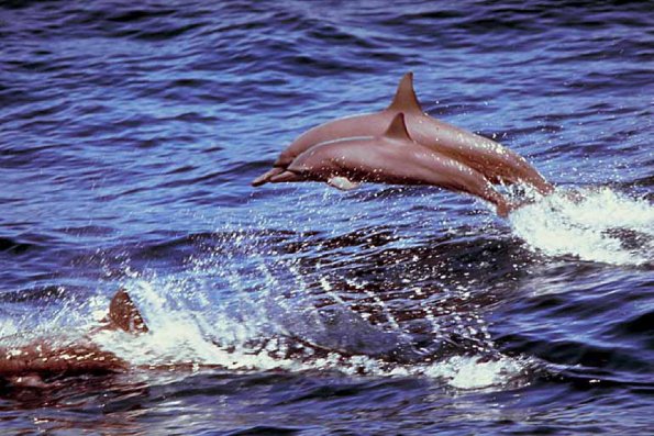 Dolphins and Whales 001001