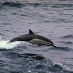Dolphins and Whales 0015