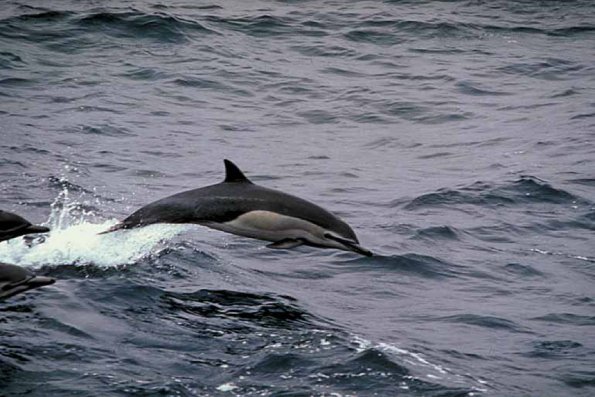 Dolphins and Whales 0015