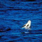 Dolphins and Whales 001