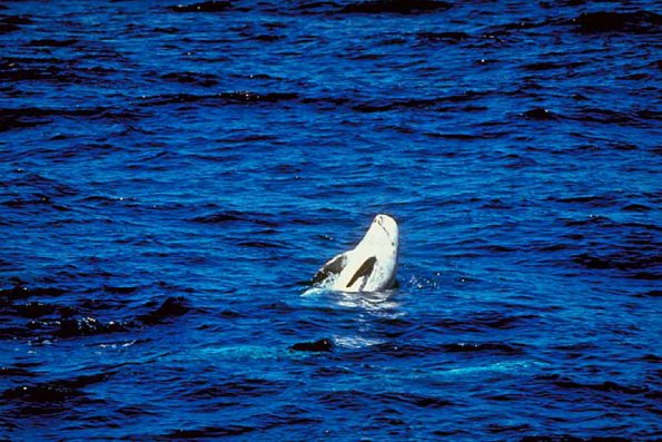 Dolphins and Whales 001