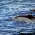 Dolphins and Whales 0020