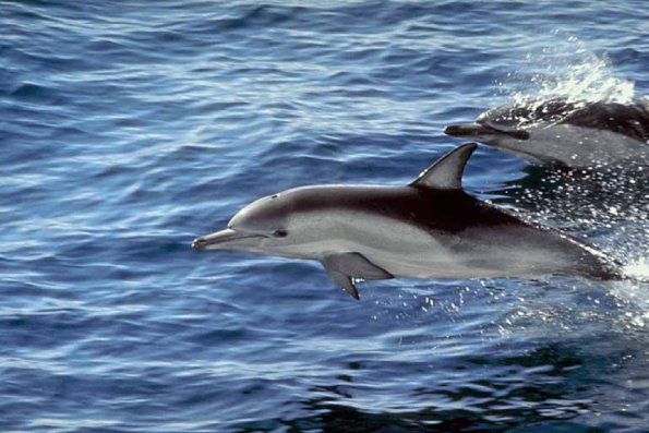 Dolphins and Whales 0020