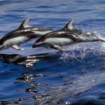 Dolphins and Whales 0022