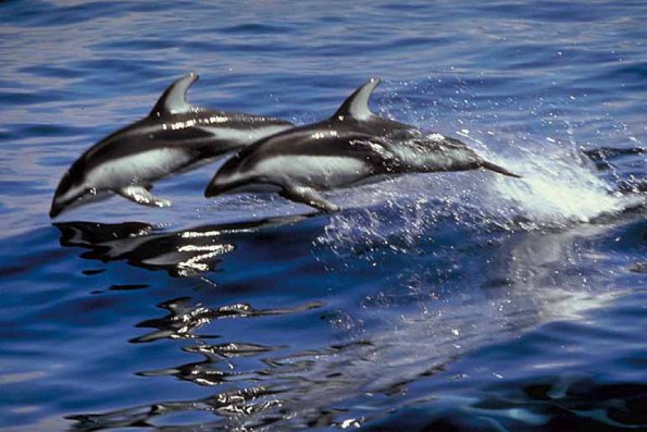 Dolphins and Whales 0022