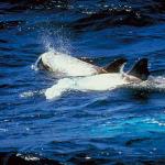 Dolphins and Whales 002