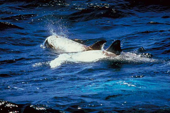 Dolphins and Whales 002