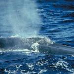 Dolphins and Whales 0033