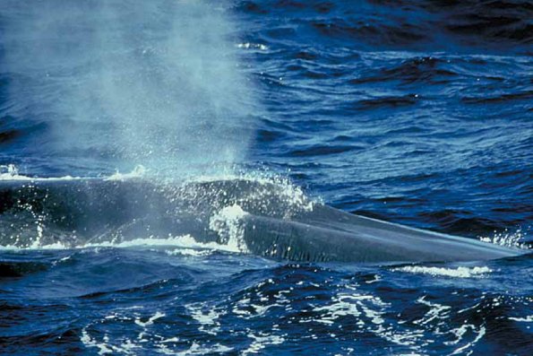 Dolphins and Whales 0033