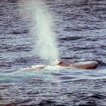 Dolphins and Whales 0038