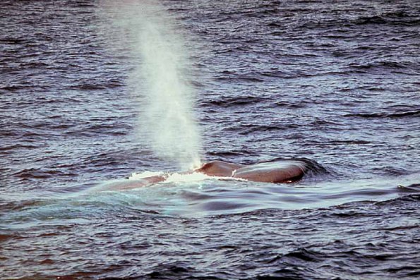 Dolphins and Whales 0038