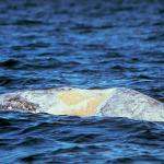 Dolphins and Whales 003
