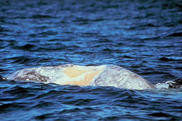Dolphins and Whales 003