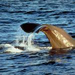 Dolphins and Whales 0041