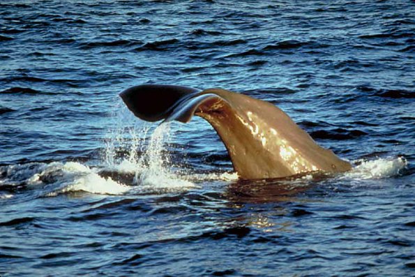 Dolphins and Whales 0041