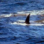 Dolphins and Whales 0047